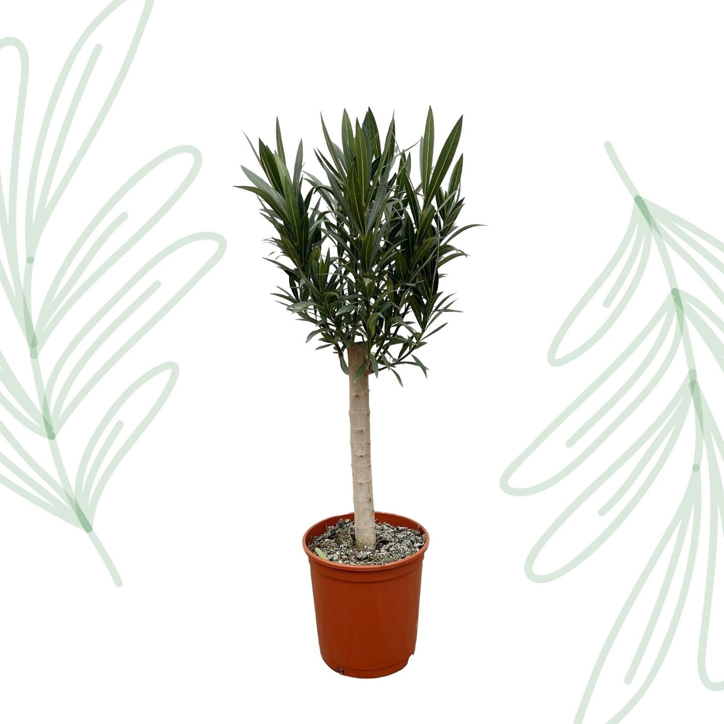 Nerium Oleander op stam met witte bloem - 110 cm - Forestbloom
