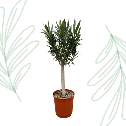 Nerium Oleander op stam met witte bloem - 110 cm - Forestbloom