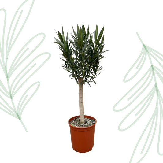 Nerium Oleander op stam met witte bloem - 110 cm - Forestbloom