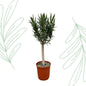 Nerium Oleander op stam met witte bloem - 110 cm - Forestbloom