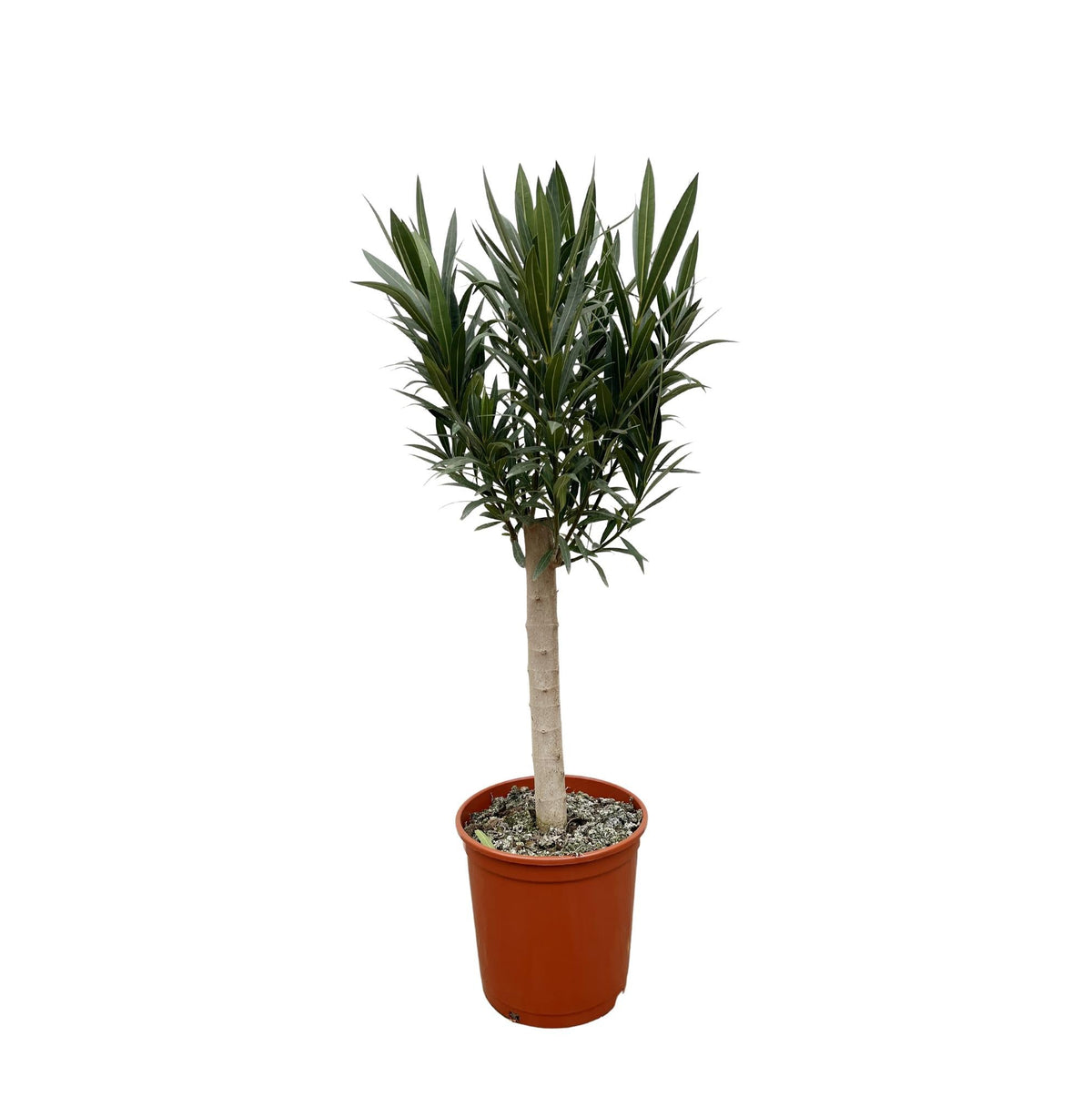 Nerium Oleander op stam met witte bloem - 110 cm - Forestbloom