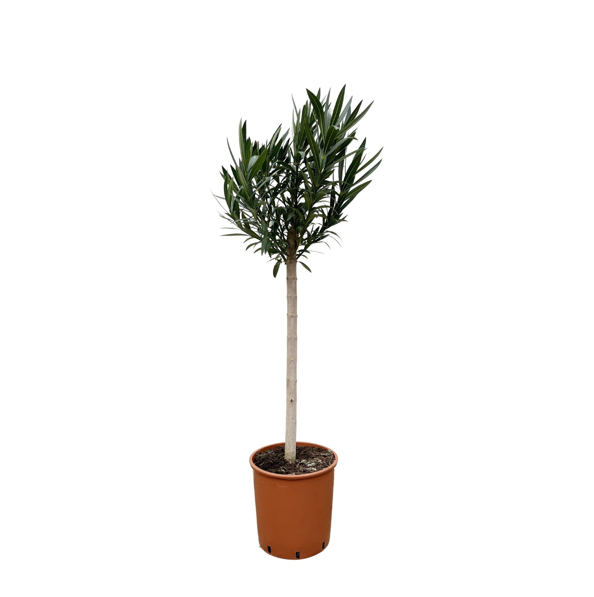 Nerium Oleander op stam met witte bloem - 150 cm - Forestbloom