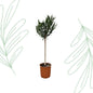 Nerium Oleander op stam met witte bloem - 150 cm - Forestbloom