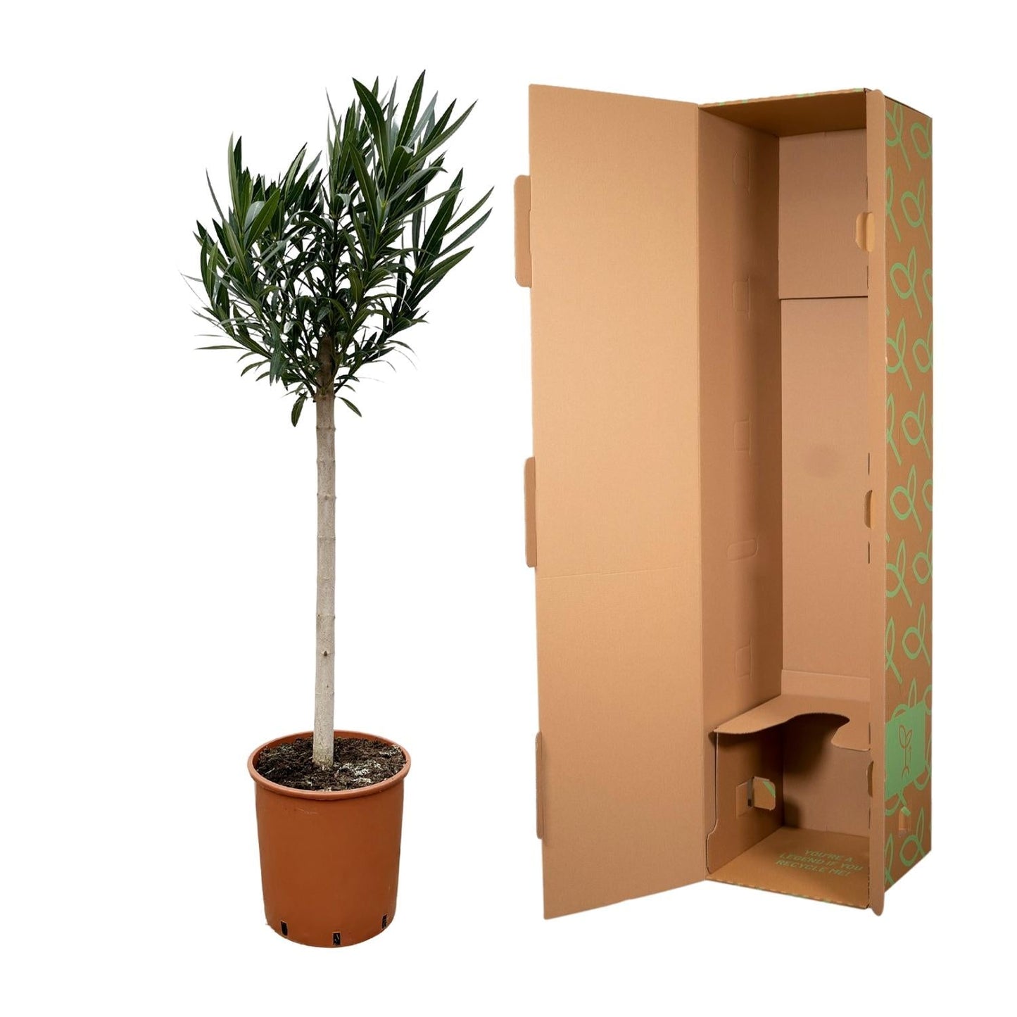 Nerium Oleander op stam met witte bloem - 150 cm - Forestbloom