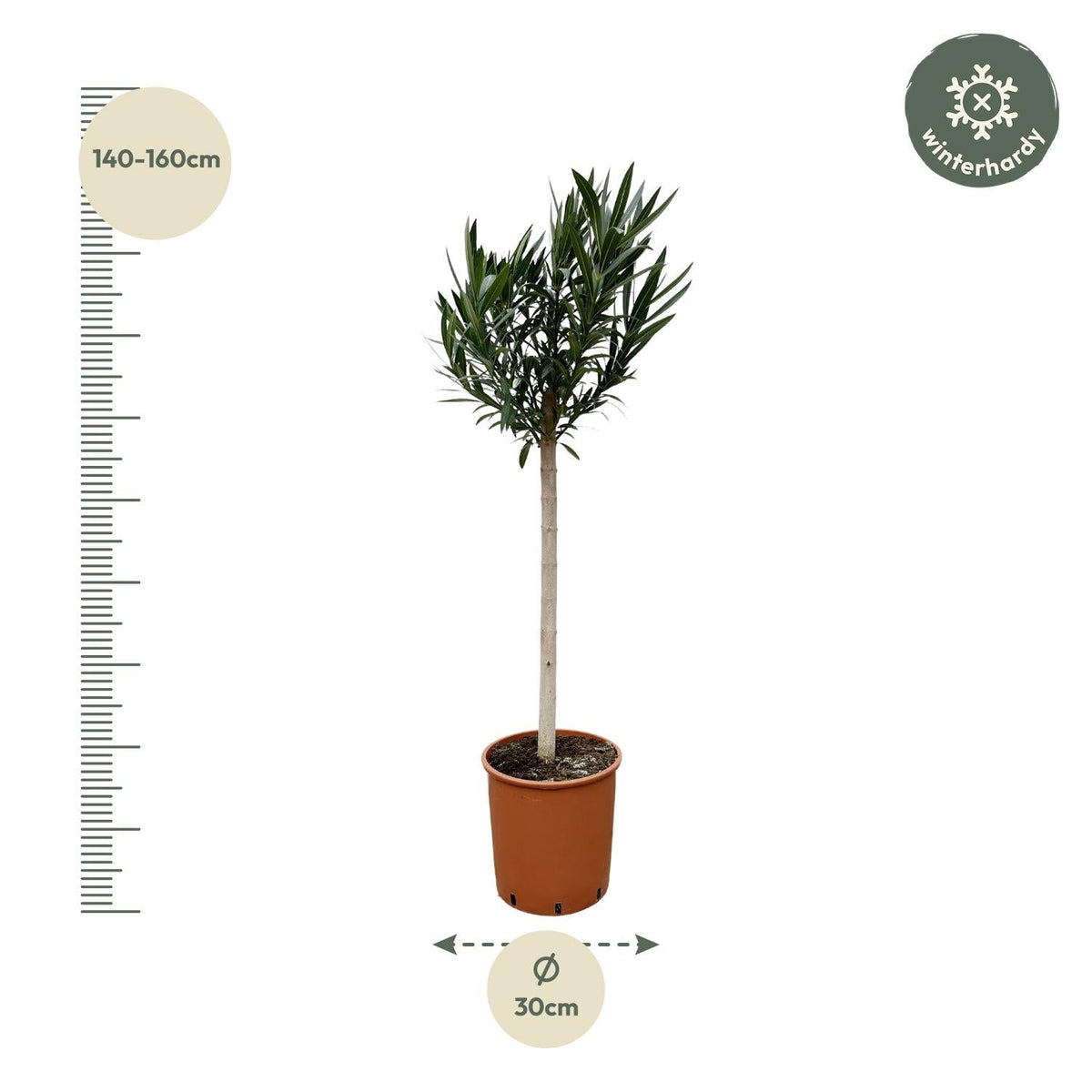 Nerium Oleander op stam met witte bloem - 150 cm - Forestbloom