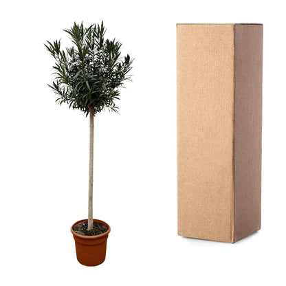 Nerium Oleander op stam met witte bloem - 170 cm - Forestbloom