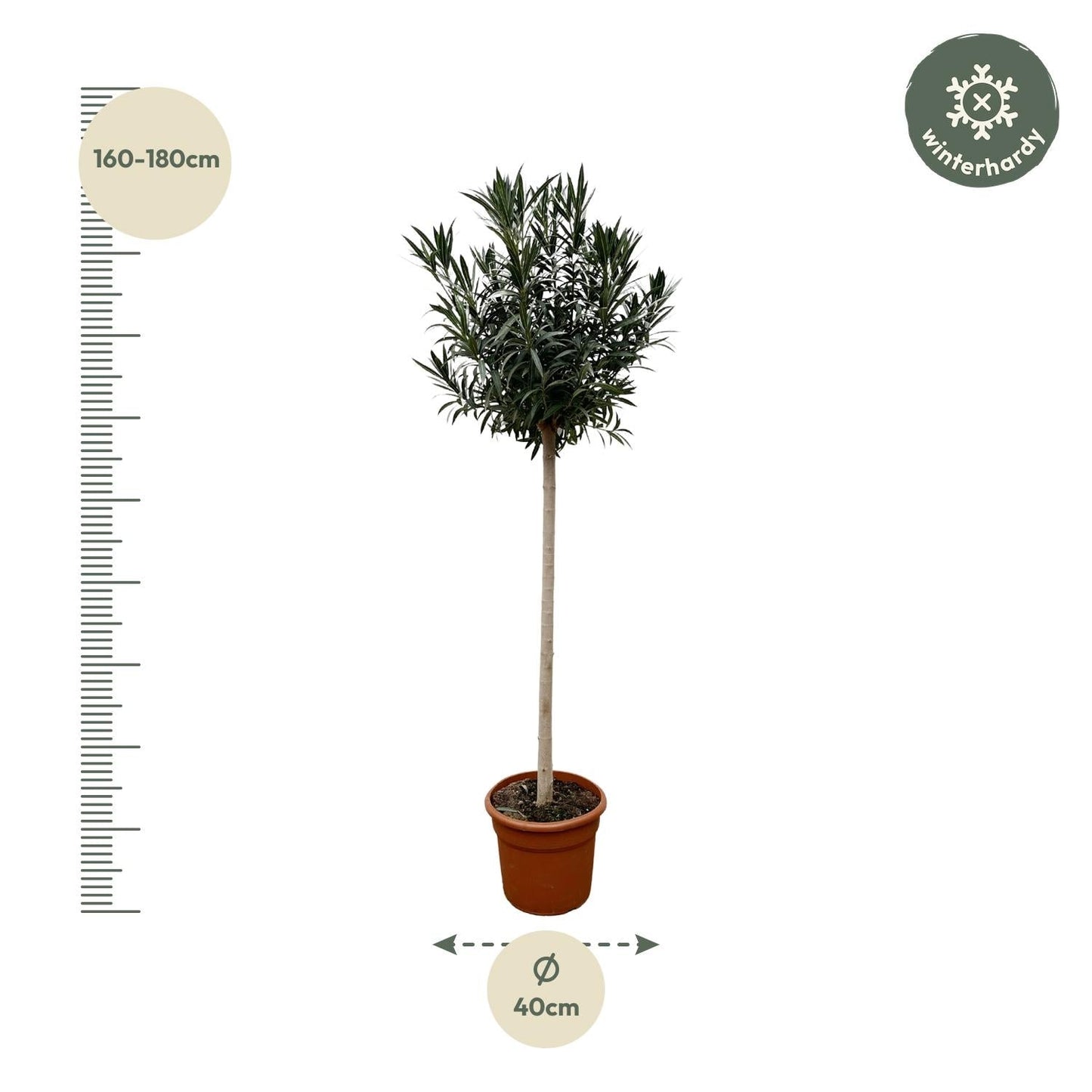 Nerium Oleander op stam met witte bloem - 170 cm - Forestbloom