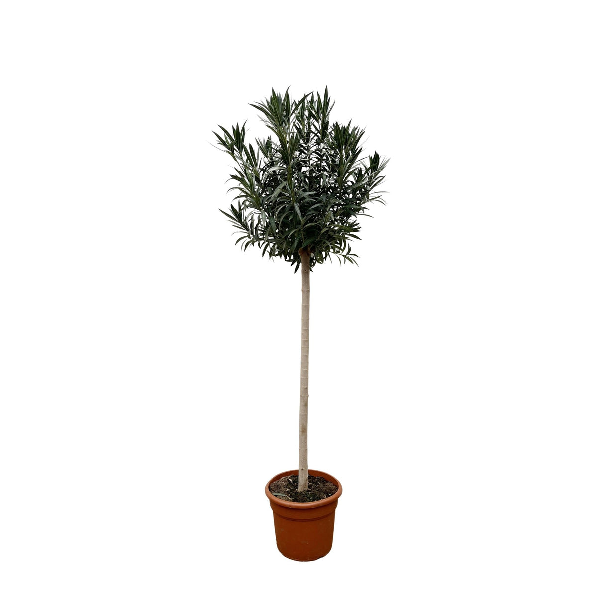 Nerium Oleander op stam met witte bloem - 170 cm - Forestbloom