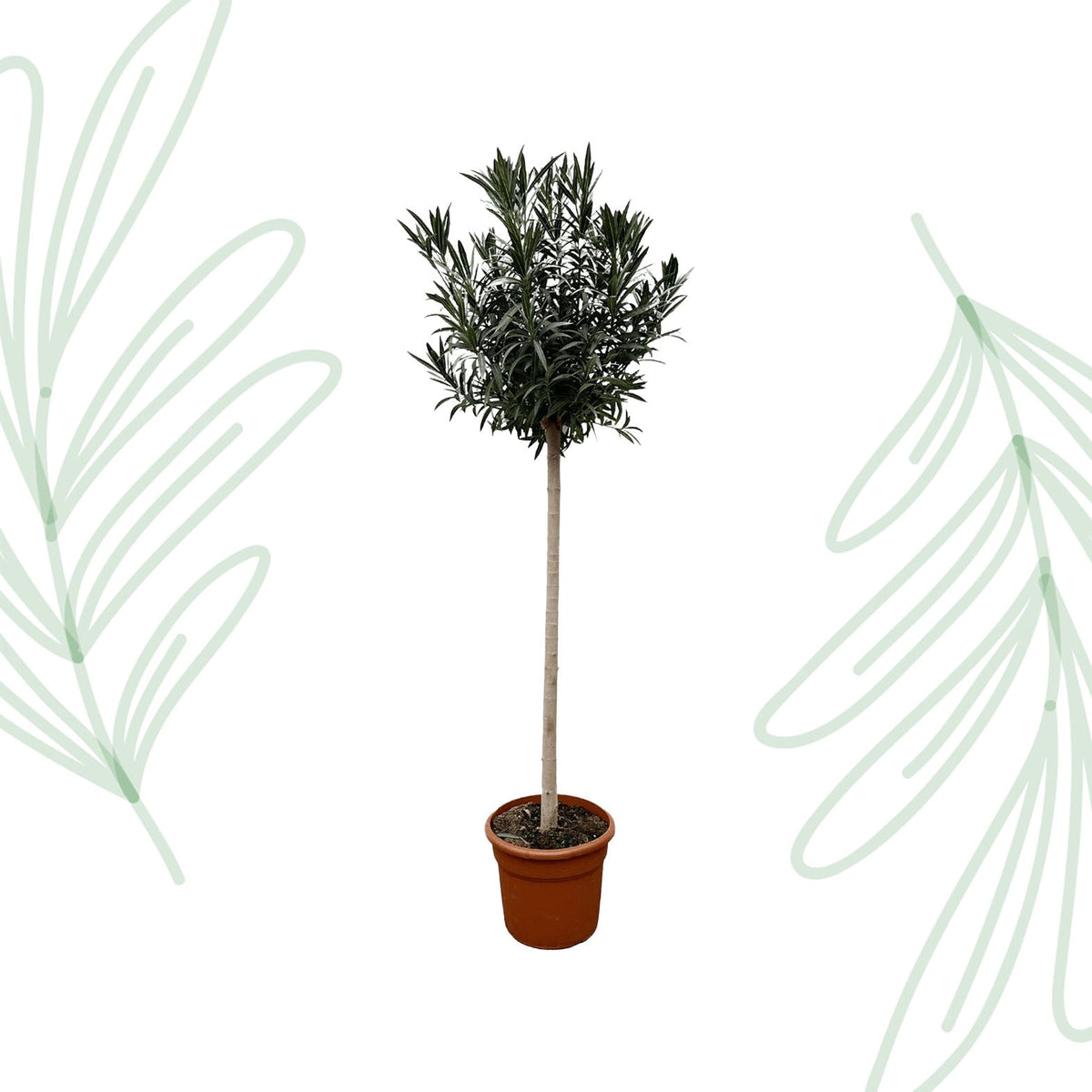 Nerium Oleander op stam met witte bloem - 170 cm - Forestbloom