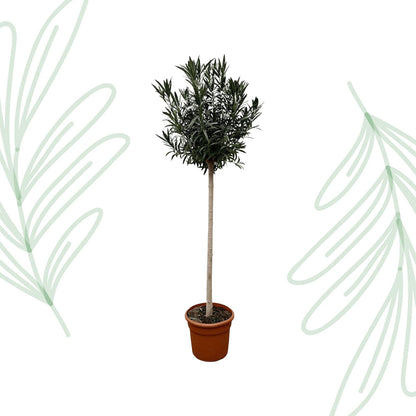 Nerium Oleander op stam met witte bloem - 170 cm - Forestbloom