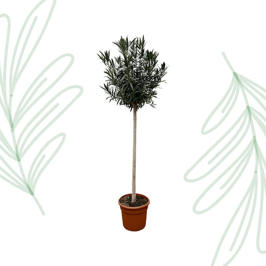 Nerium Oleander op stam met witte bloem - 170 cm - Forestbloom