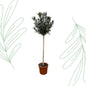 Nerium Oleander op stam met witte bloem - 170 cm - Forestbloom