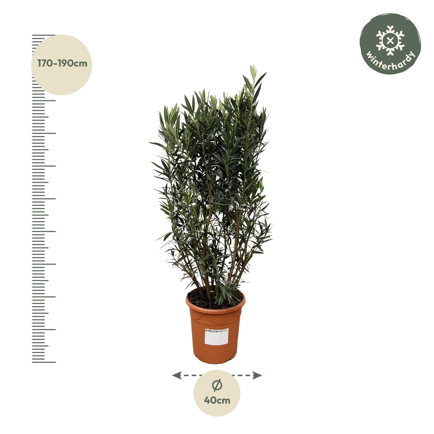 Nerium Oleander struik - 180 cm - Forestbloom