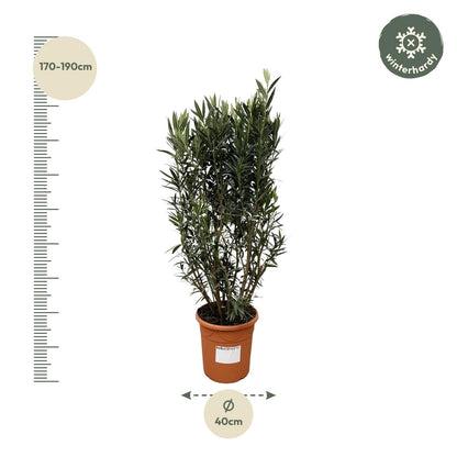 Nerium Oleander struik - 180 cm - Forestbloom