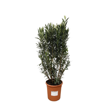 Nerium Oleander struik - 180 cm - Forestbloom