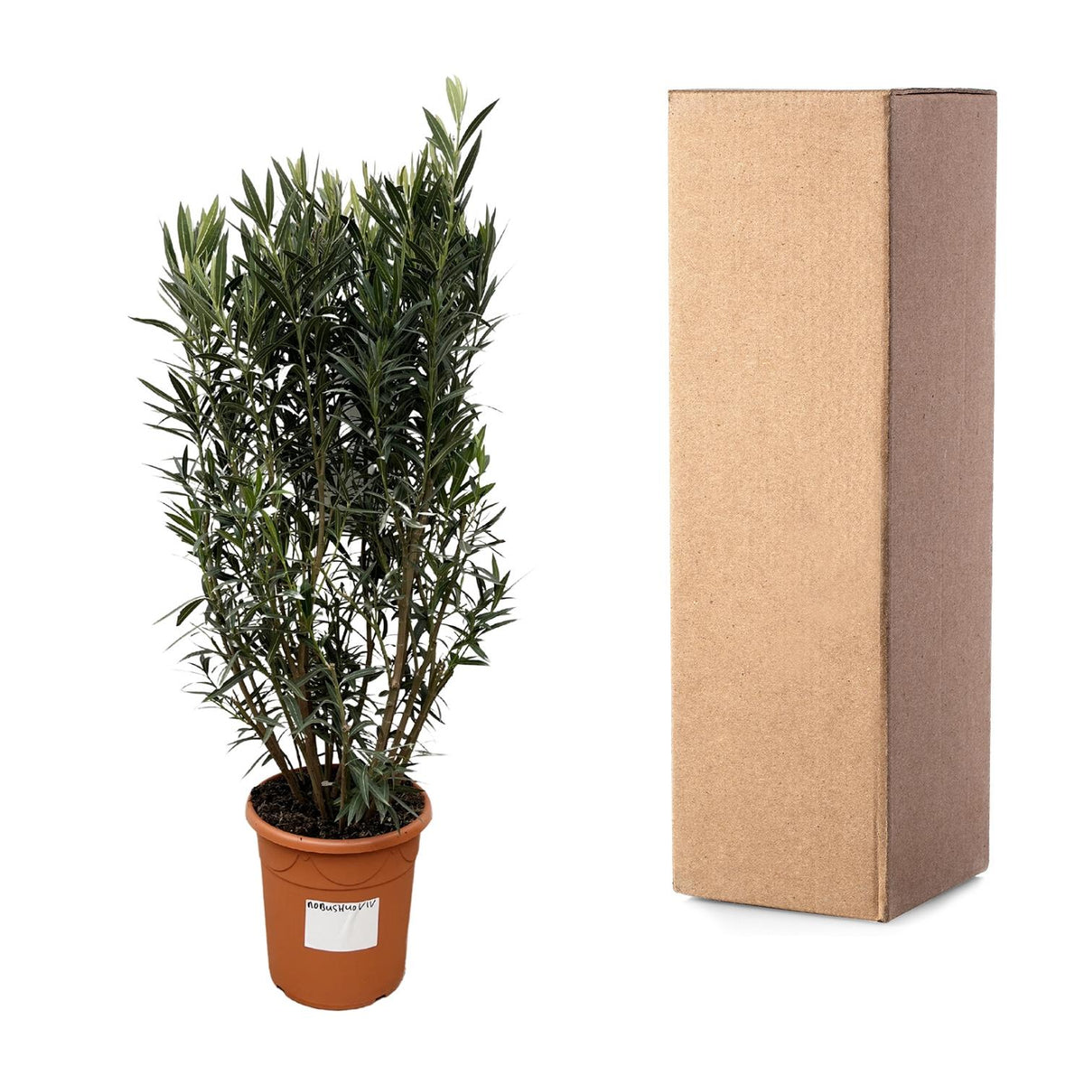Nerium Oleander struik - 180 cm - Forestbloom