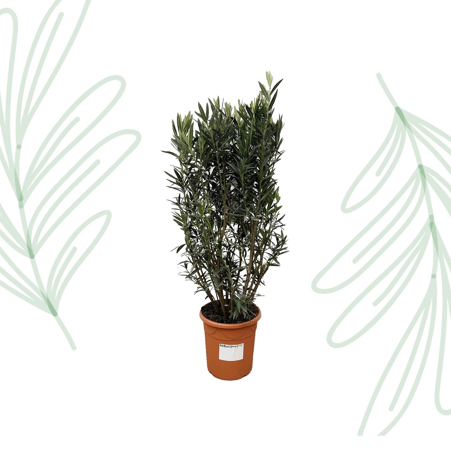 Nerium Oleander struik - 180 cm - Forestbloom
