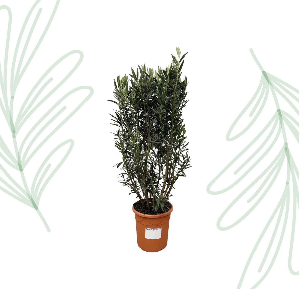Nerium Oleander struik - 180 cm - Forestbloom