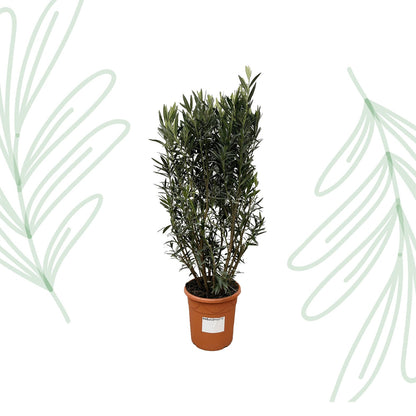 Nerium Oleander struik - 180 cm - Forestbloom