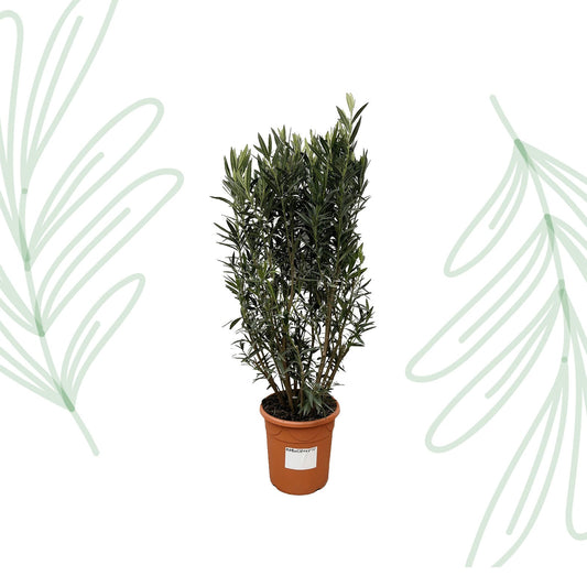 Nerium Oleander struik - 180 cm - Forestbloom