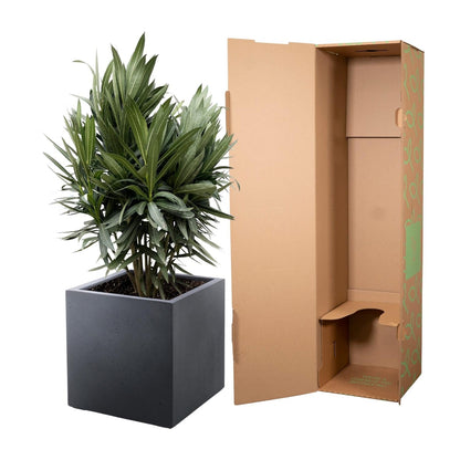 Nerium Oleander struik met rode bloem - 70 cm - Forestbloom