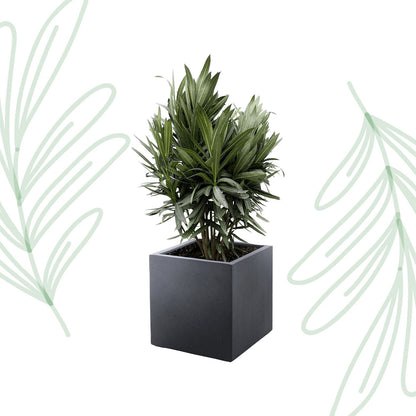 Nerium Oleander struik met rode bloem - 70 cm - Forestbloom
