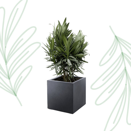 Nerium Oleander struik met rode bloem - 70 cm - Forestbloom