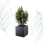 Nerium Oleander struik met rode bloem - 70 cm - Forestbloom