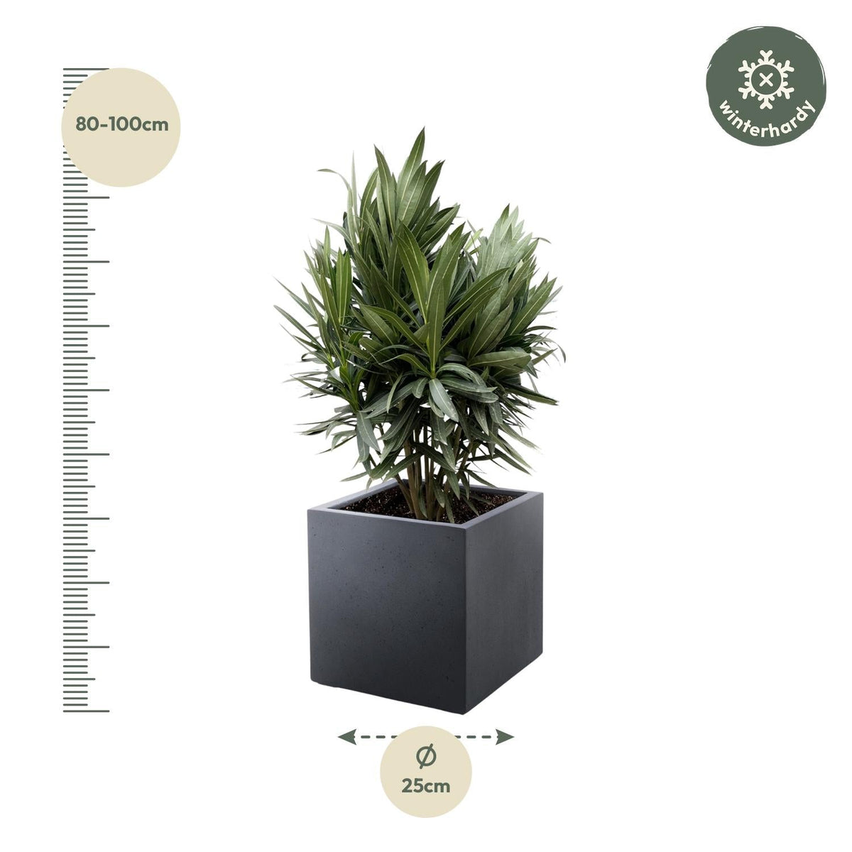 Nerium Oleander struik met rode bloem - 70 cm - Forestbloom
