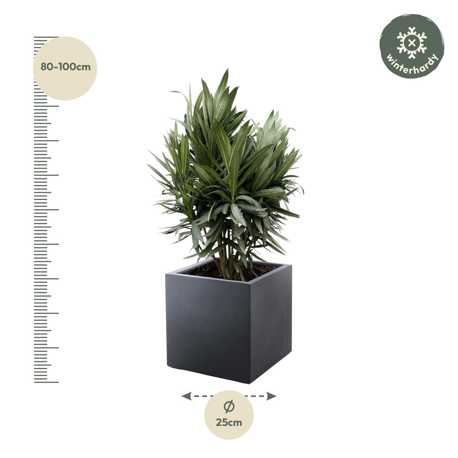 Nerium Oleander struik met rode bloem - 70 cm - Forestbloom