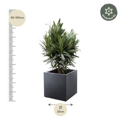 Nerium Oleander struik met rode bloem - 70 cm - Forestbloom