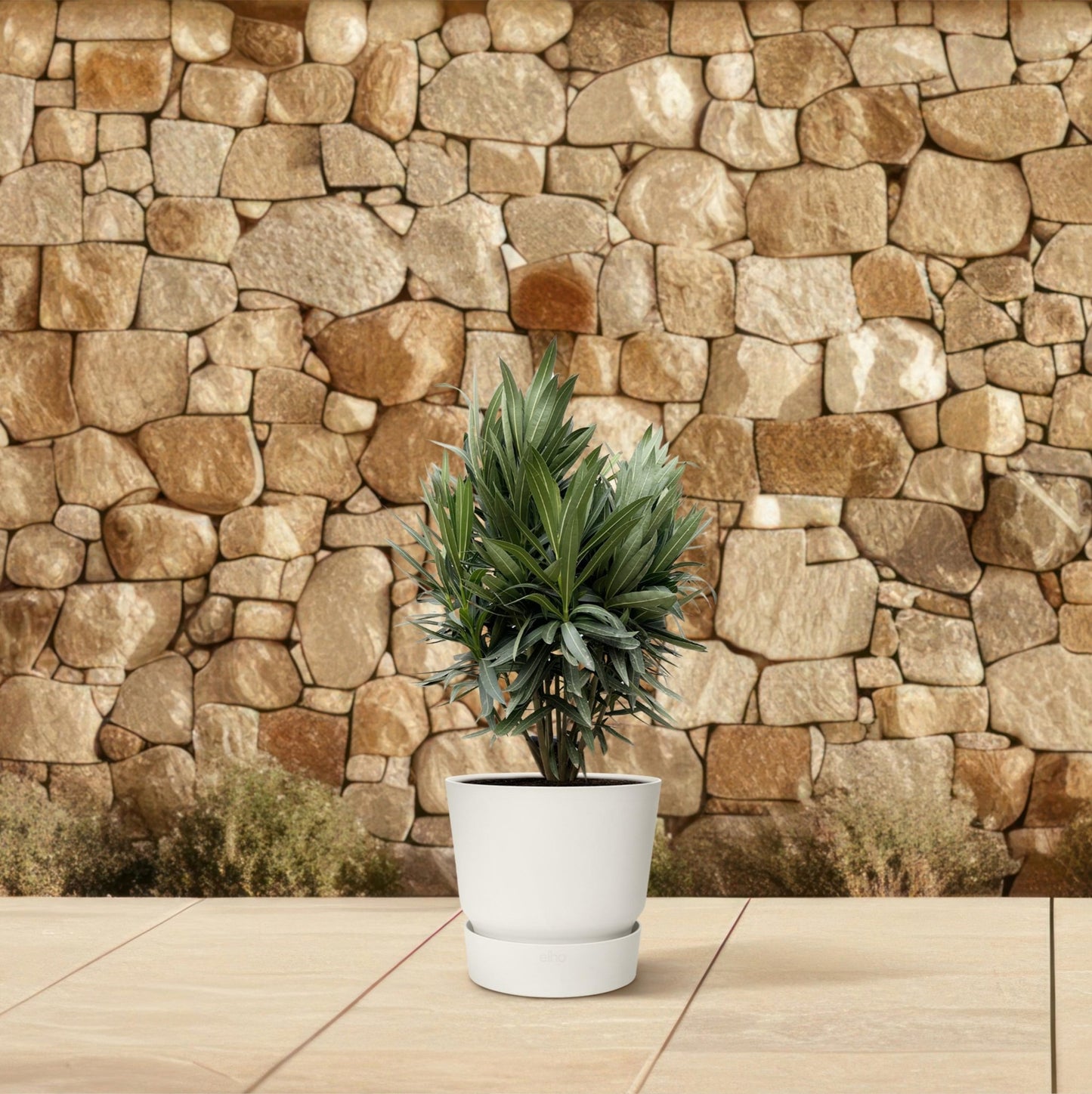 Nerium Oleander struik met rode bloem - 70 cm - Forestbloom