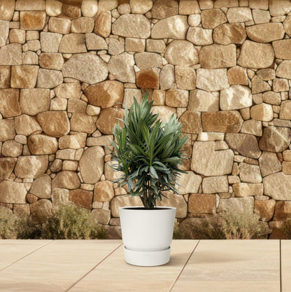 Nerium Oleander struik met rode bloem - 70 cm - Forestbloom