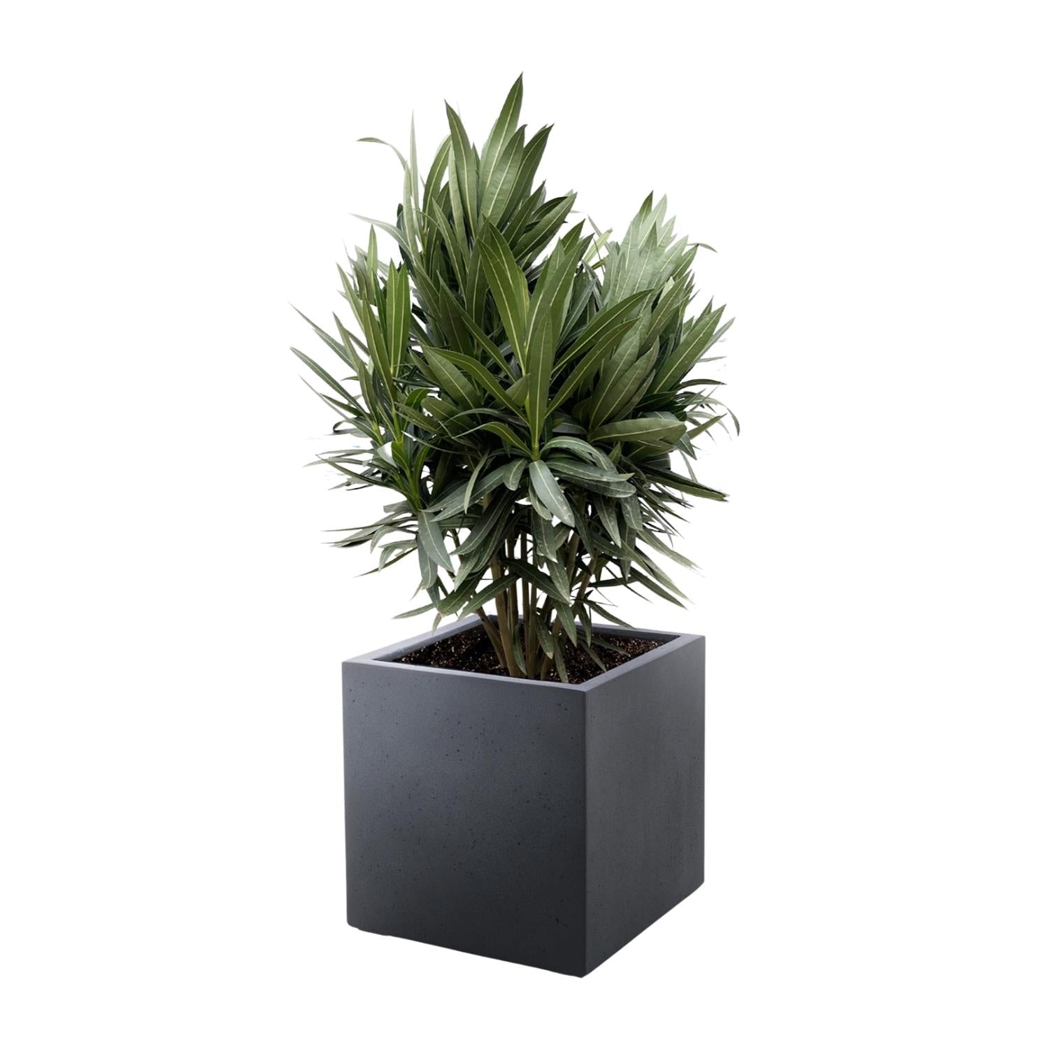 Nerium Oleander struik met rode bloem - 70 cm - Forestbloom