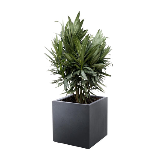 Nerium Oleander struik met rode bloem - 70 cm - Forestbloom