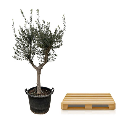 Olea Europaea Cultivo - 220 cm - Forestbloom