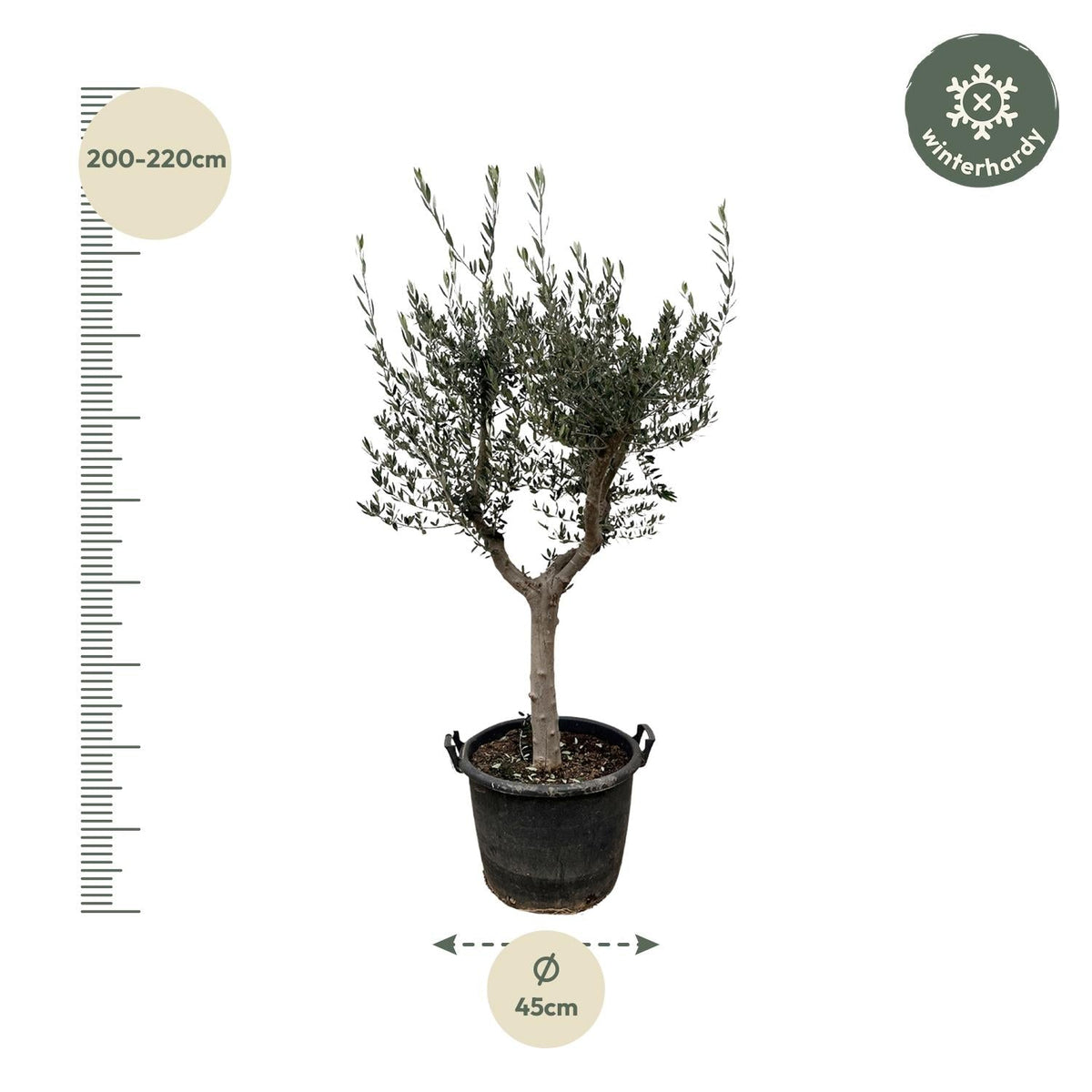 Olea Europaea Cultivo - 220 cm - Forestbloom