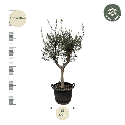 Olea Europaea Cultivo - 220 cm - Forestbloom