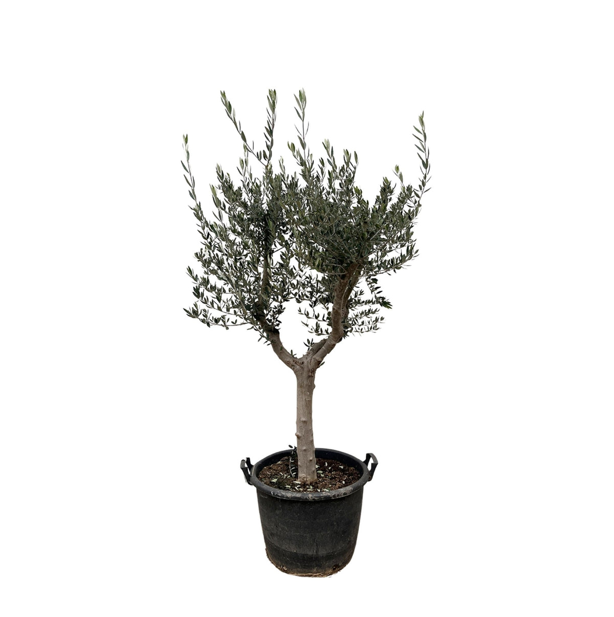 Olea Europaea Cultivo - 220 cm - Forestbloom