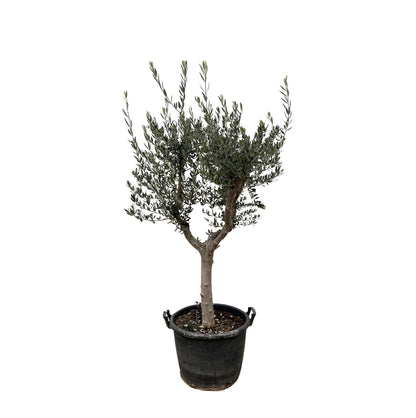 Olea Europaea Cultivo - 220 cm - Forestbloom