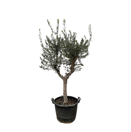 Olea Europaea Cultivo - 220 cm - Forestbloom