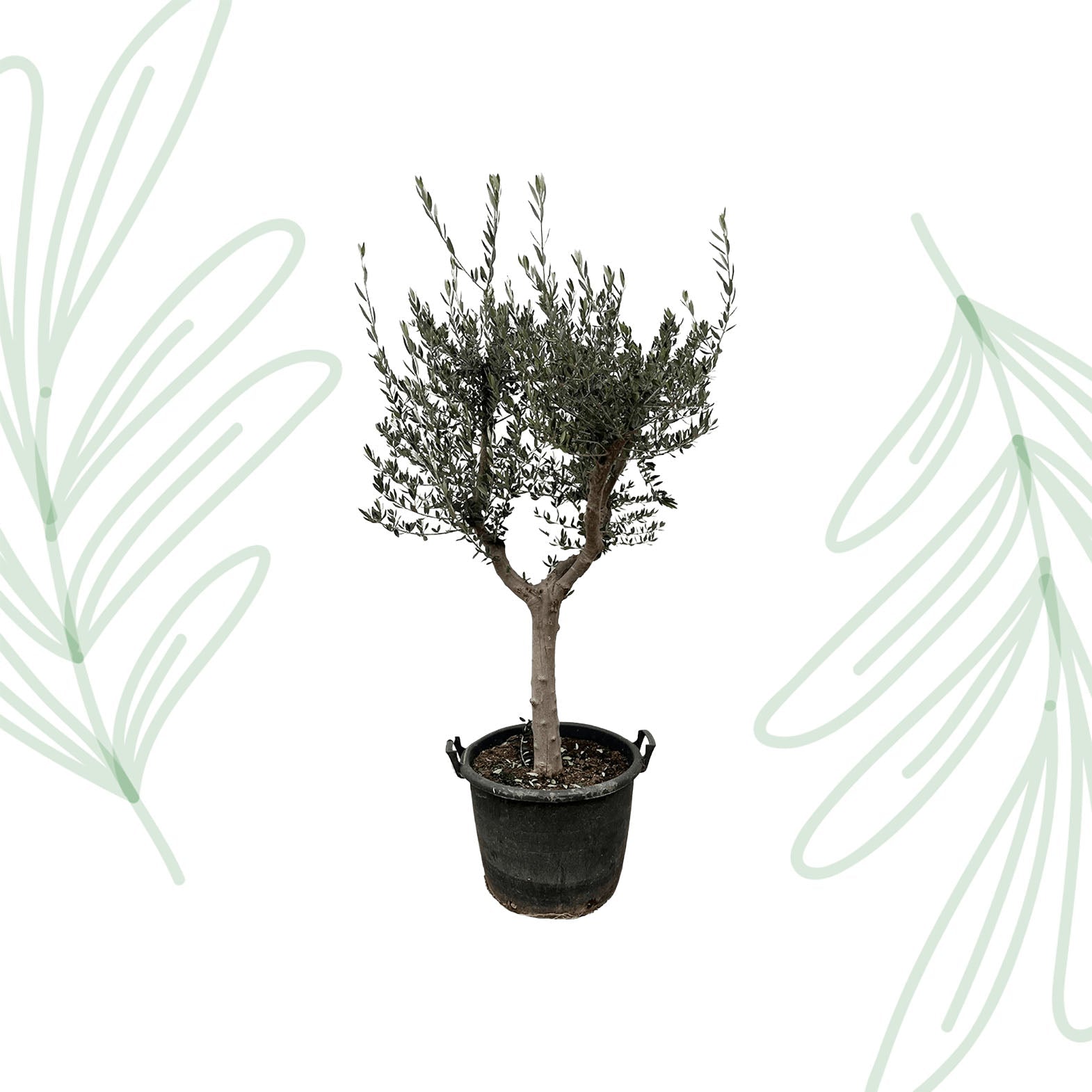 Olea Europaea Cultivo - 220 cm - Forestbloom