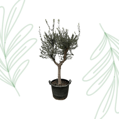 Olea Europaea Cultivo - 220 cm - Forestbloom