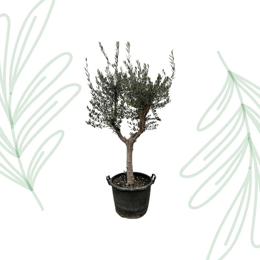 Olea Europaea Cultivo - 220 cm - Forestbloom