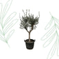 Olea Europaea Cultivo - 220 cm - Forestbloom
