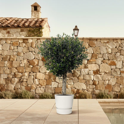 Olea Europaea Lorc - 180 cm - Forestbloom