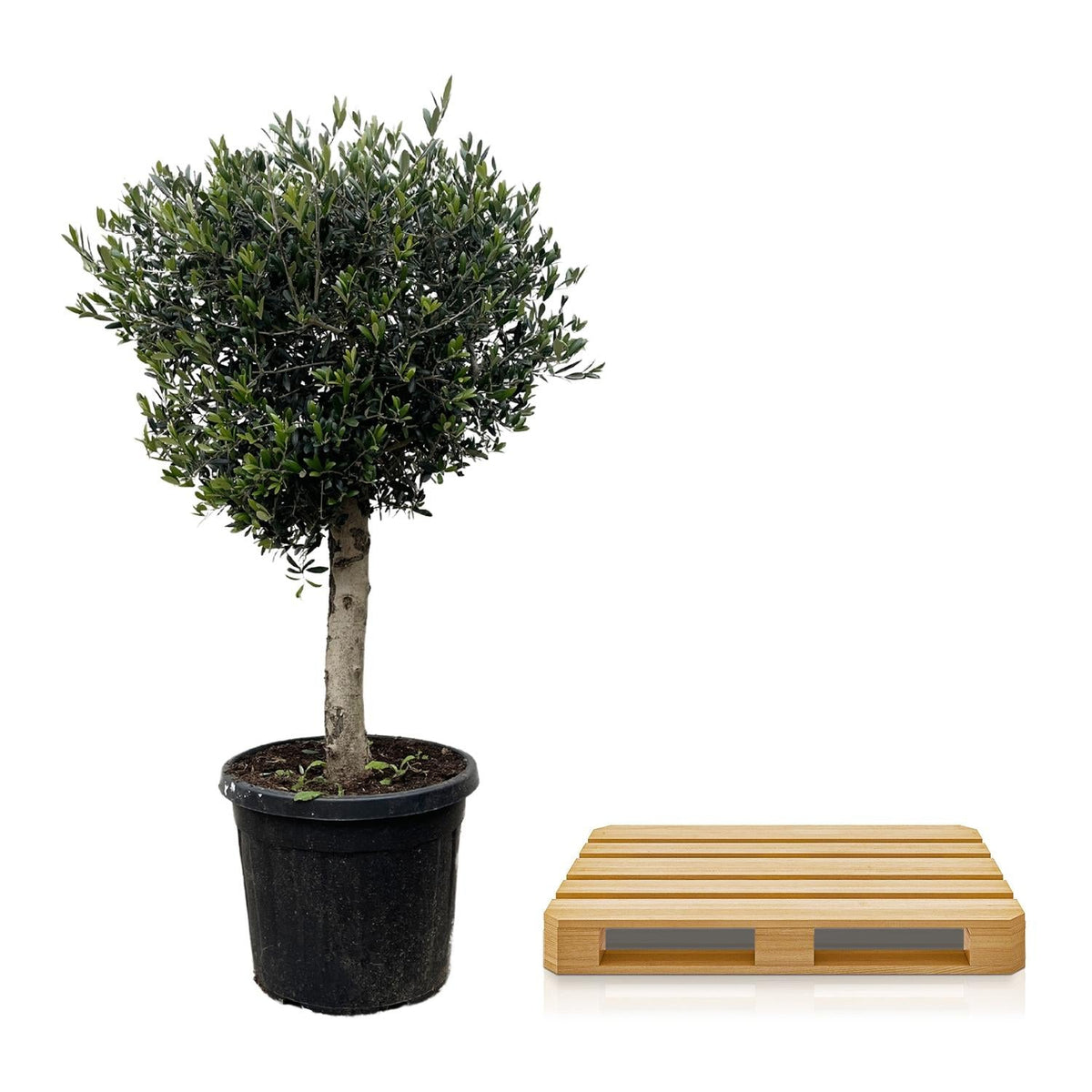 Olea Europaea Lorc - 180 cm - Forestbloom