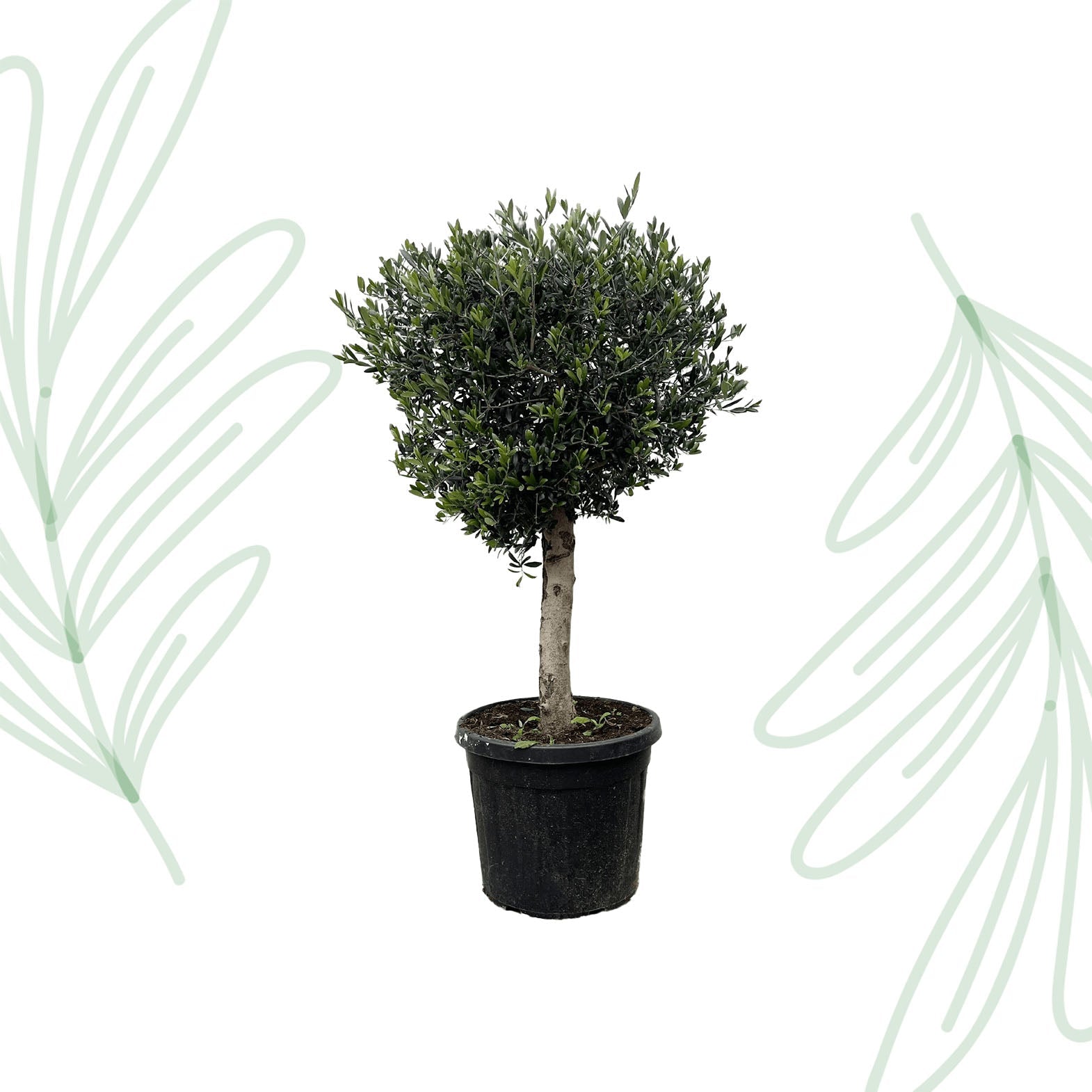 Olea Europaea Lorc - 180 cm - Forestbloom