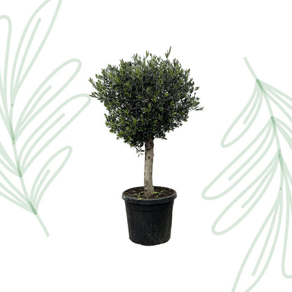 Olea Europaea Lorc - 180 cm - Forestbloom