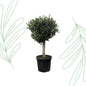 Olea Europaea Lorc - 180 cm - Forestbloom